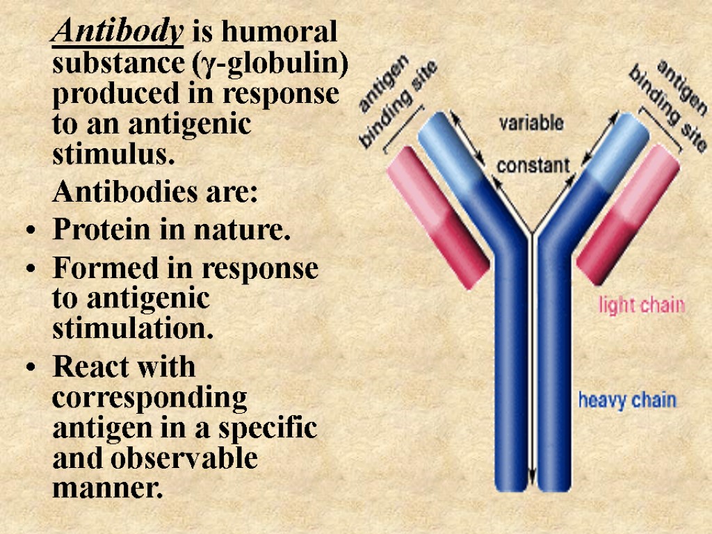 Antibody is humoral substance (γ-globulin) produced in response to an antigenic stimulus. Antibodies are: